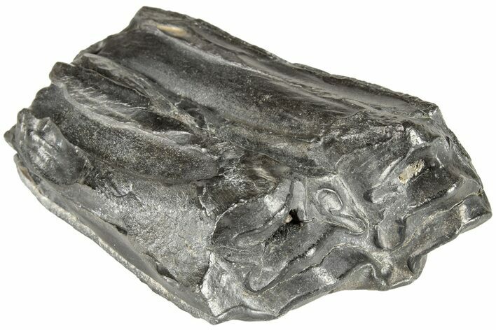 Pleistocene Aged Fossil Horse Tooth - South Carolina #208505